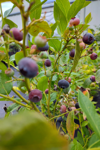 Nursery Stock 7